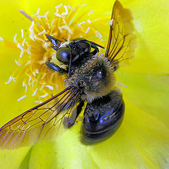 фото "Carpenter bee on cactus flower"