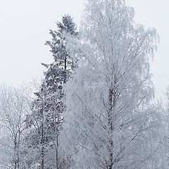 photo "За окном... By window"