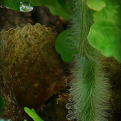 photo "small timber chamber"