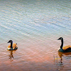 фото "Mom and Dad"