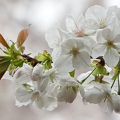 photo "White Sakura"