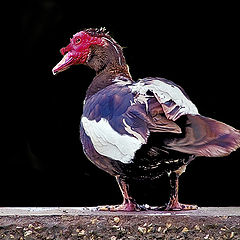 photo "Waterbird"