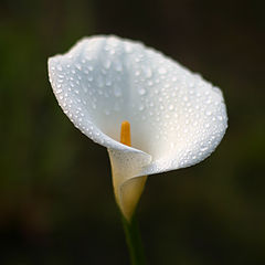 photo "After the rain in the garden"