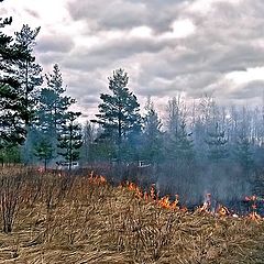 фото "Весенняя напасть- выжигание сухой травы."