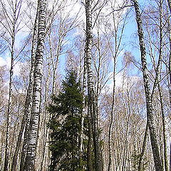 photo "In a birch trap."