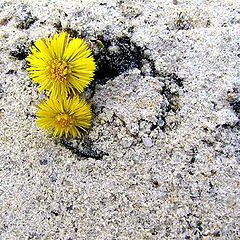 photo "Life through sand"