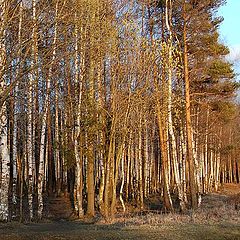 фото "Берёзовый вечер"