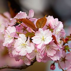 фото "Pink Sakura"