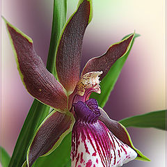 фото "Orchid"