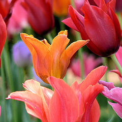 photo "tulips"