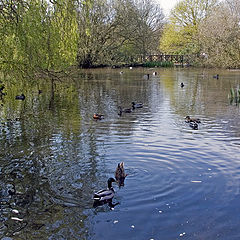 фото "Pond in the park"