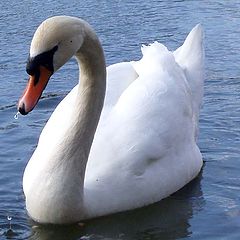 фото "swan"