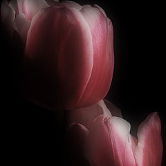 фото "Tulips"