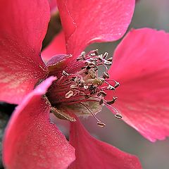 фото "Spring Pollen"