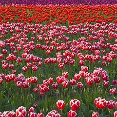 photo "Tulip Field"