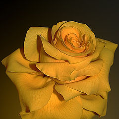 фото "Анатомия розы"