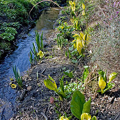 фото "A little stream"