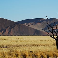 фото "Sossusvlei"