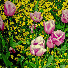 фото "Pink Tulips"