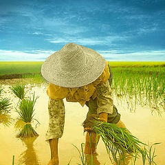 photo "the rice field 2"