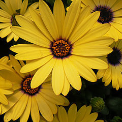 photo "Yellow Flowers"