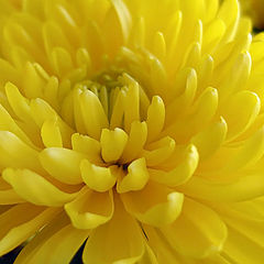 фото "Yellow."