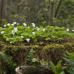 photo "Trefoil"