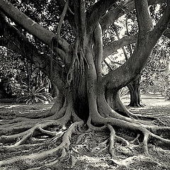 photo "Roots..."