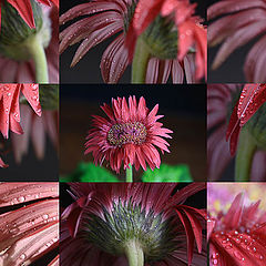 photo "faces of twin flower"