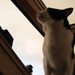 photo "Lord of the Rooftops"