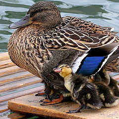 photo "Kiss me, mommy!"