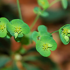 photo "Savage Peas!"