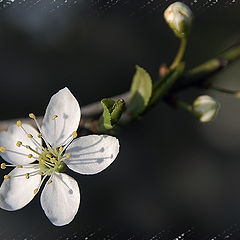 фото "Просто весна."