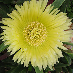 фото "Yellow burst"