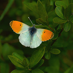 photo "april butterfly"