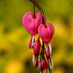 photo "Bleeding Hearts"