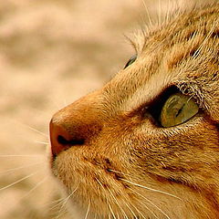 photo "The Eye of the Cat"