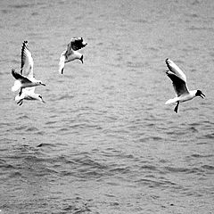 фото "seagulls"