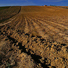 фото "A field."