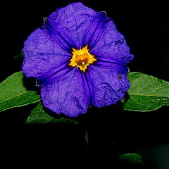 photo "The blue flower..."