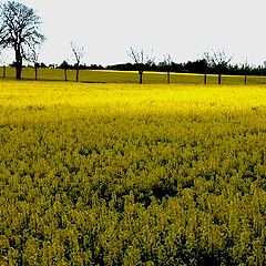 photo "Yellow landscape."