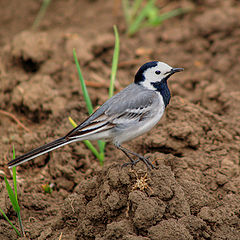 фото "Фотосессия для Animal Planet:)"