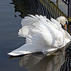 photo "Sadness of a Swan"
