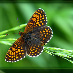 photo "One more butterfly..."