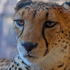 photo "Cheetah"