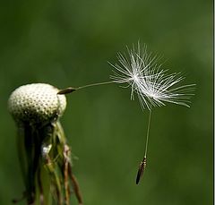 photo "teamwork"