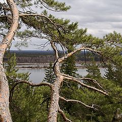 фото "Сквозь деревья"