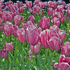 фото "Purple pink tulips"