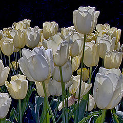 photo "White and yellow tulips"