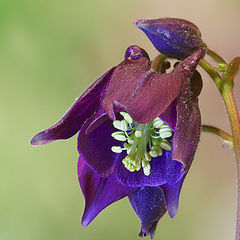 photo "Aquilegia vulgaris"